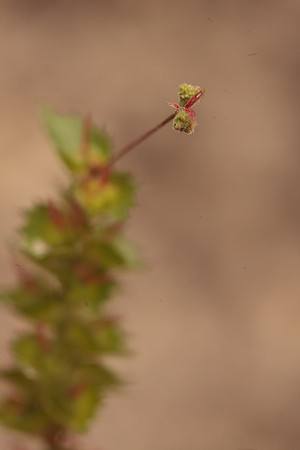 Acalypha, possibly phleoides