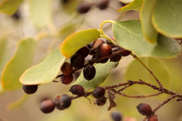 Garrya ovata