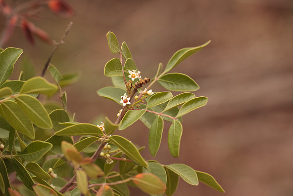 Rhus virens