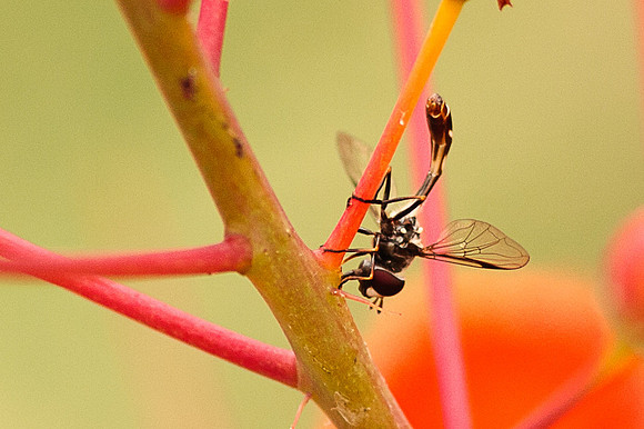 Diptera - Syrphidae - Pseudodoros clavatus