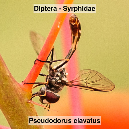 Diptera - Syrphidae - Pseudodoros clavatus