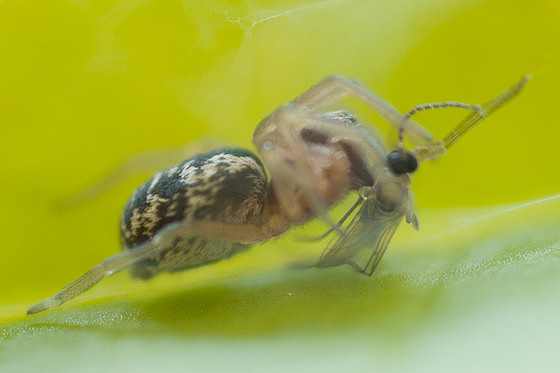 Dictynidae