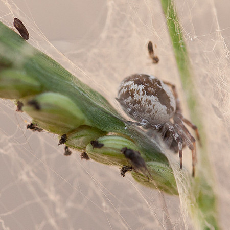 Araneae - Dictynidae - unidentified
