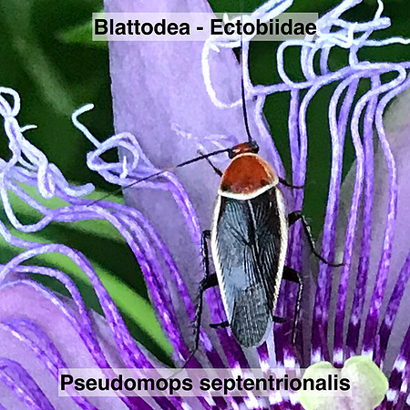 Blattodea - Ectobiidae - Pseudomops septentrionalis
