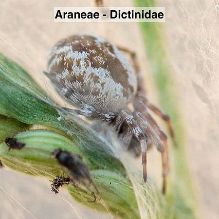 Araneae - Dictynidae - unidentified