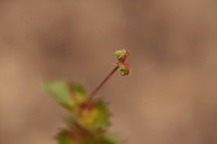 Acalypha, possibly phleoides