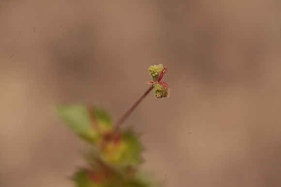 Acalypha, possibly phleoides