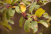 Frangula caroliniana