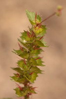 Acalypha, possibly phleoides