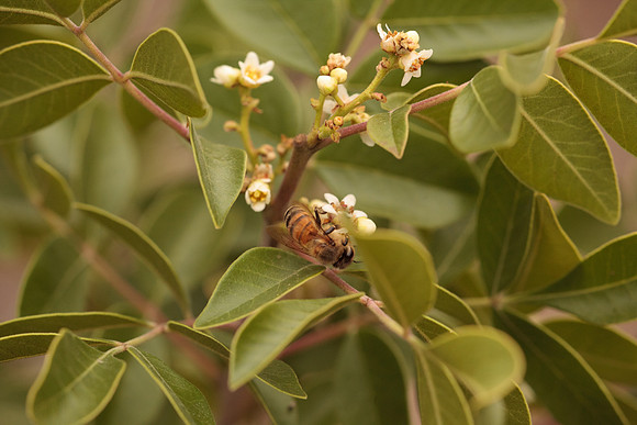 Rhus virens