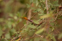 Cynanchum barbigerum
