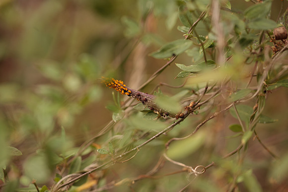 Cynanchum barbigerum