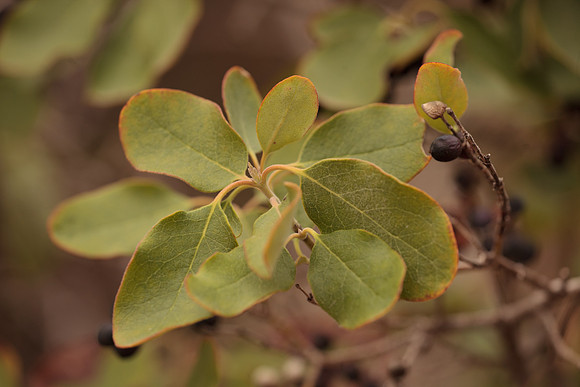 Garrya ovata