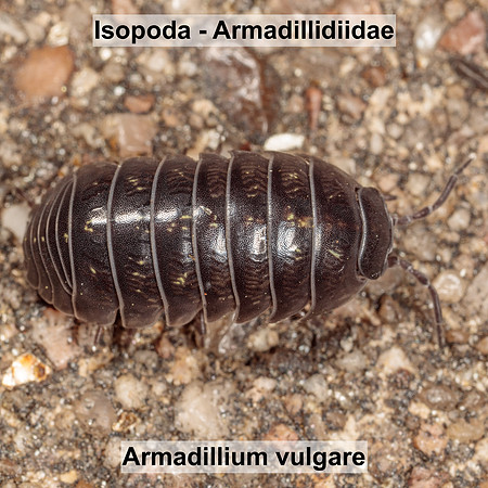 Isopoda - Armadillidiidae - Armadillium vulgare