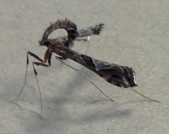 Crambidae - Lineodes interrupta