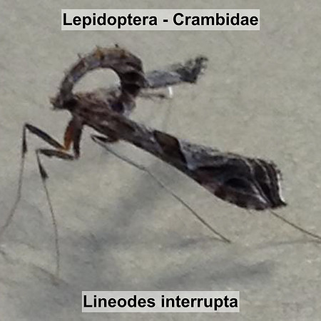 Crambidae - Lineodes interrupta