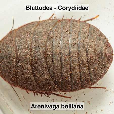 Blattodea - Corydiidae - Arenivaga bolliana