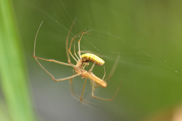Araneae - Tetragnathidae - Tegragnatha sp.