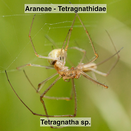 Araneae - Tetragnathidae - Tetragnatha sp3.