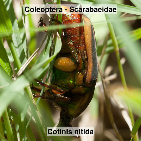 Coleoptera - Scarabaeidae - Cotinis nitida
