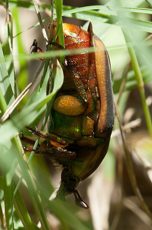Coleoptera - Scarabaeidae - Cotinis nitida