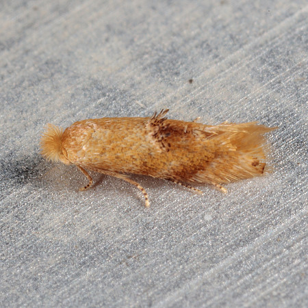 Lepidoptera moths - Bucculatricidae - Bucculatrix sp.