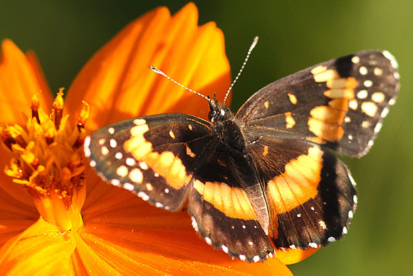 Lepidoptera - Nymphalidae - Chlosyne lacinia