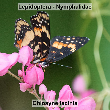 Lepidoptera - Nymphalidae - Chlosyne lacinia