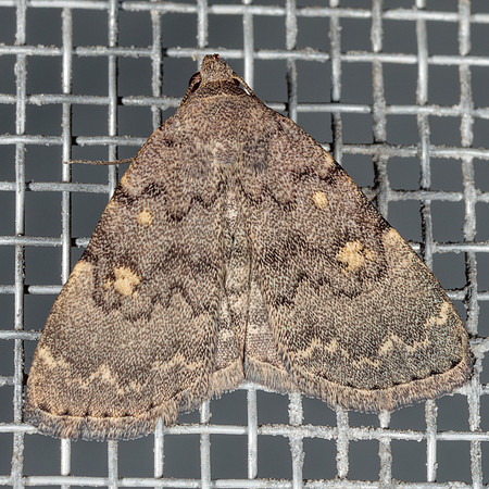 Erebidae - Idia aemula