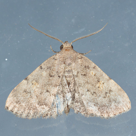 Erebidae - Idia aemula