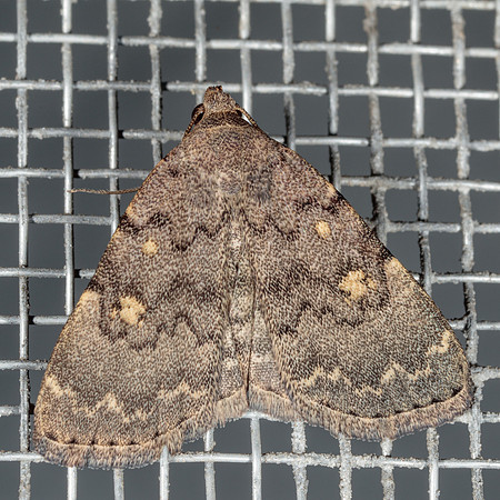 Erebidae - Idia aemula