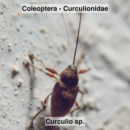 Coleoptera - Curculionidae - Curculio sp.