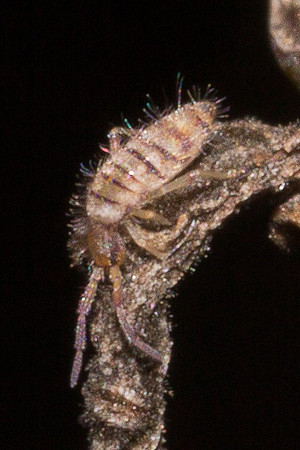Collembola - Entomobryidae - Entomobrya atrocincta