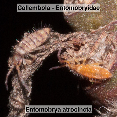 Collembola - Entomobryidae - Entomobrya atrocincta