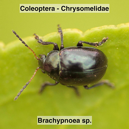 Coleoptera - Chrysomelidae - Brachypnoea sp.