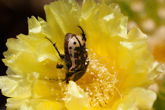 Euphoria kernii