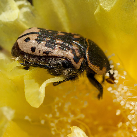 Euphoria kernii