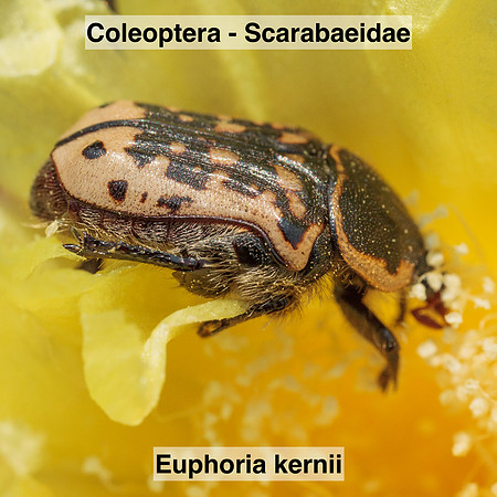 Coleoptera - Scarabaeidae - Euphoria kernii
