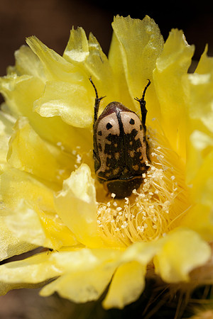 Euphoria kernii