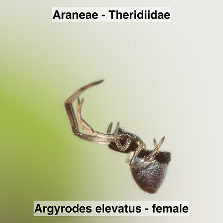 Araneae - Theridiidae - Argyrodes elevatus - female