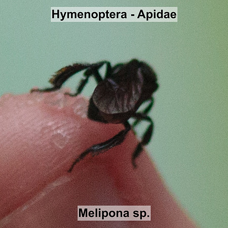 Hymenoptera - Apidae - Melipona sp.