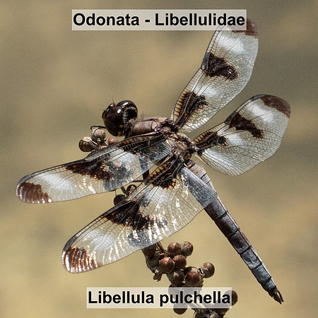 Odonata - Libellulidae - Libellula pulchella