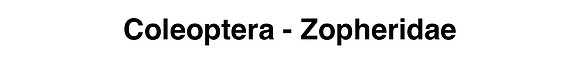 Coleoptera - Zopheridae