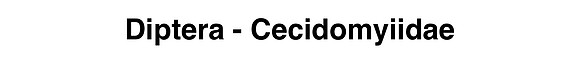 Diptera - Cecidomyiidae