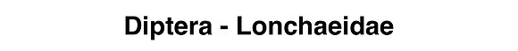 Diptera - Lonchaeidae