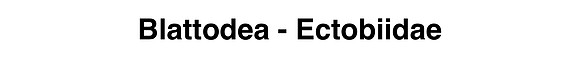 Blattodea - Ectobiidae