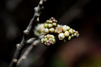 Rhus microphylla