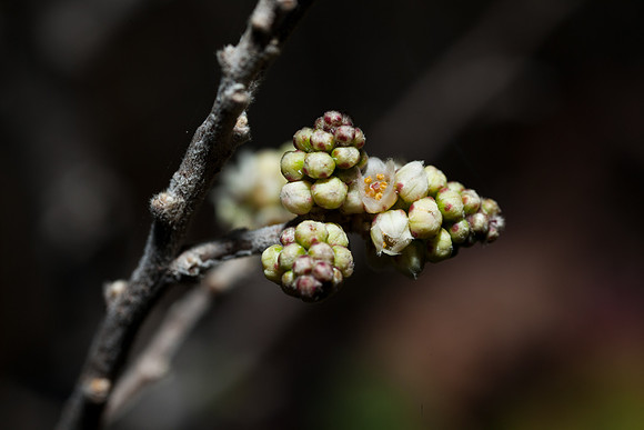 Rhus microphylla