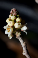 Rhus microphylla