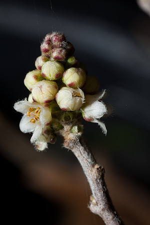 Rhus microphylla